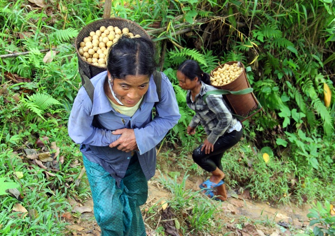 Mùa[-]thu[-]hoạch[-]bòn[-]bon[-]"tiến[-]vua"